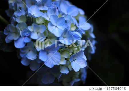 あじさい寺　大瀧山　西法院　 127584948