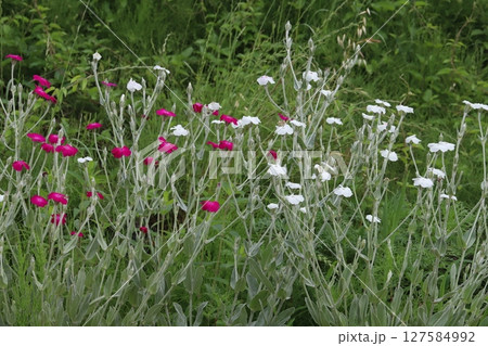 春の公園に咲く赤と白のスイセンノウの花 127584992