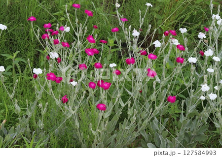 春の公園に咲く赤と白のスイセンノウの花 127584993