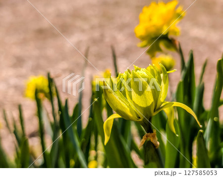 開花する水仙の花～北国の春～ 127585053