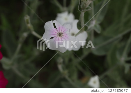 春の公園に咲く白いスイセンノウの花 春の公園に咲く白いスイセンノウの花 127585077