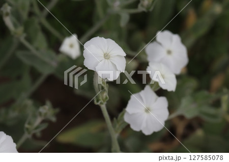 春の公園に咲く白いスイセンノウの花 127585078