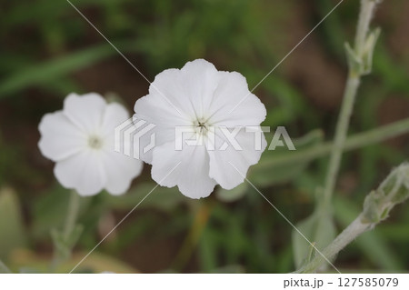春の公園に咲く白いスイセンノウの花 春の公園に咲く白いスイセンノウの花 127585079