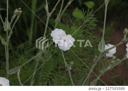 春の公園に咲く白いスイセンノウの花 127585080