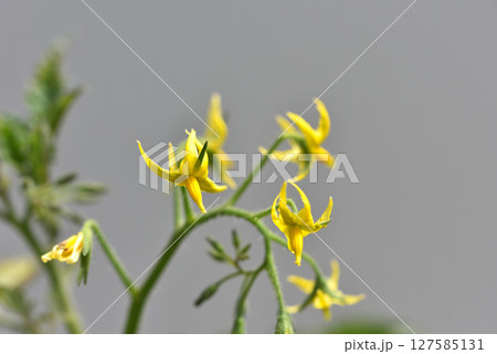 ミニトマトの花 ミニトマトの花 127585131