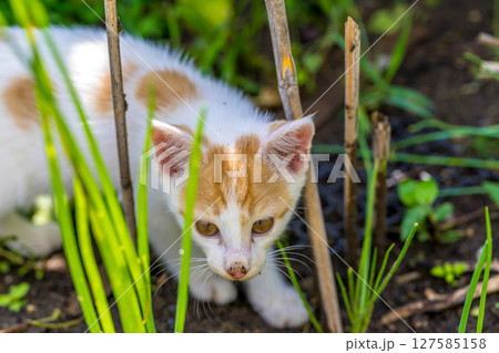 春の子~畑で遊ぶ子猫~ 春の子~畑で遊ぶ子猫~ 127585158
