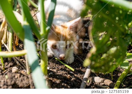 春の子～畑で遊ぶ子猫～ 127585159