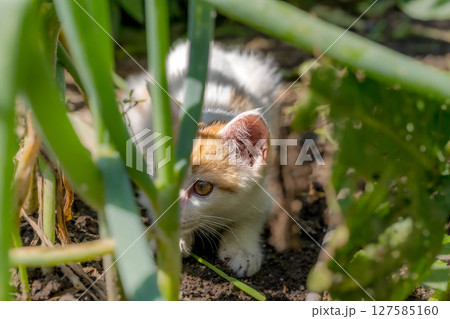 春の子~畑で遊ぶ子猫~ 春の子~畑で遊ぶ子猫~ 127585160