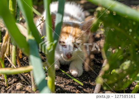 春の子~畑で遊ぶ子猫~ 春の子~畑で遊ぶ子猫~ 127585161