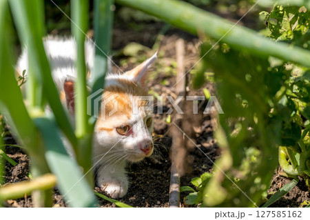 春の子~畑で遊ぶ子猫~ 春の子~畑で遊ぶ子猫~ 127585162