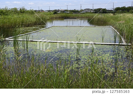 大柏川第一調節池緑地 127585163