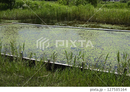 大柏川第一調節池緑地 127585164
