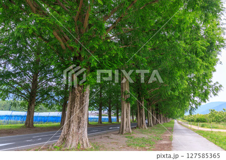 初夏のマキノ高原の見事なメタセコイアの並木道 初夏のマキノ高原の見事なメタセコイアの並木道 127585365