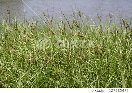 水辺に生育するウキヤガラ 127585475