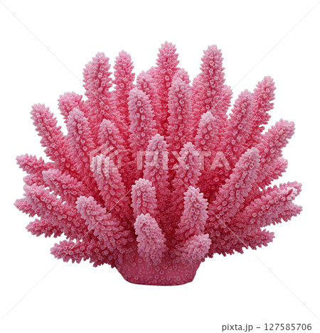 Pink coral minimalist 3D rendering in a soft and smooth renderer Pink coral minimalist 3D rendering in a soft and smooth renderer 127585706