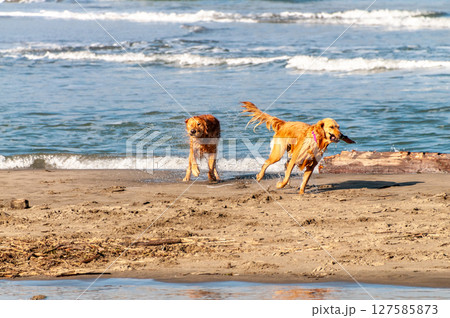Walking the Dog near Golden gate bridge Walking the Dog near Golden gate bridge 127585873