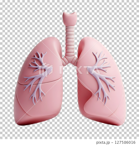 Human lungs minimalist 3D rendering in a soft and smooth renderer 127586016