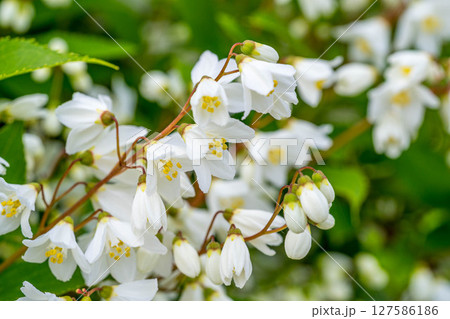 可愛らしい春の花~ウツギ~ 可愛らしい春の花~ウツギ~ 127586186
