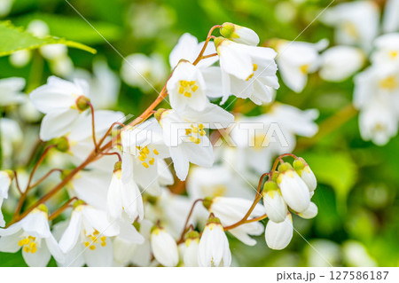 可愛らしい春の花～ウツギ～ 127586187