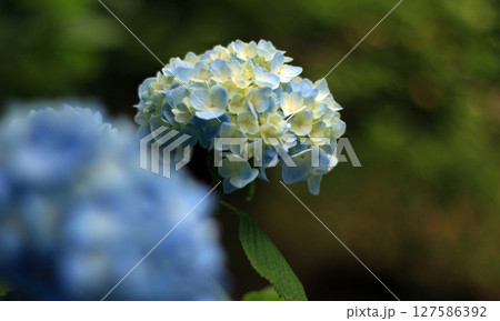 淡い青色の紫陽花 127586392