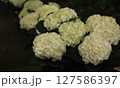 白い紫陽花 127586397