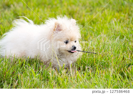Cute Puppy Chewing on a Stick in Green Grass Field. Pet Dog Playing Outdoor. Happy Canine Having Fun. 127586468