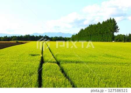 新緑、初夏の北海道、十勝平野、帯広付近、芽室町のビラえぞもりでの滞在 新緑、初夏の北海道、十勝平野、帯広付近、芽室町のビラえぞもりでの滞在 127586521