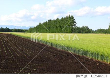 新緑、初夏の北海道、十勝平野、帯広付近、芽室町のビラえぞもりでの滞在 127586524