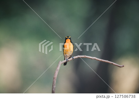 Bird (Narcissus Flycatcher) on tree in nature wild 127586738