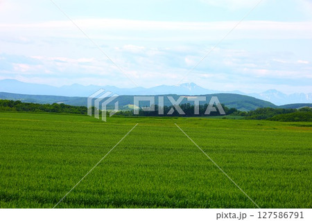 北海道、初夏、新緑、春、本別町、足寄町、ミルクロード、牧場ドライブ、旭岳を望む、牛、牛乳、ファーム 北海道、初夏、新緑、春、本別町、足寄町、ミルクロード、牧場ドライブ、旭岳を望む、牛、牛乳、ファーム 127586791