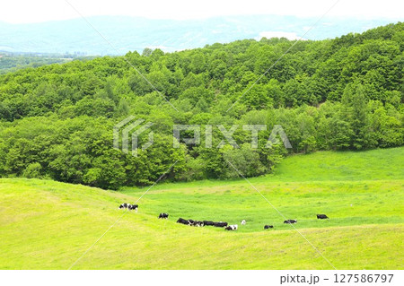 北海道、初夏、新緑、春、本別町、足寄町、ミルクロード、牧場ドライブ、旭岳を望む、牛、牛乳、ファーム 北海道、初夏、新緑、春、本別町、足寄町、ミルクロード、牧場ドライブ、旭岳を望む、牛、牛乳、ファーム 127586797