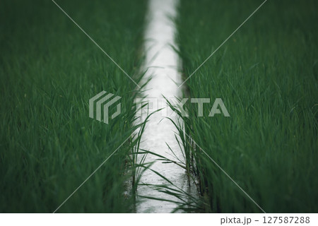 Nature of rice field on rice paddy 127587288