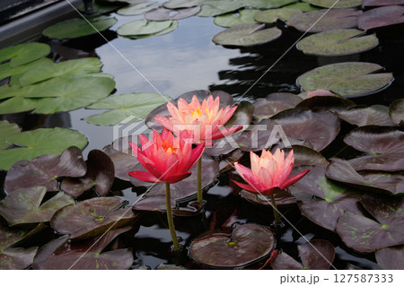 美しく花を咲かせる蓮の花、睡蓮の花 127587333