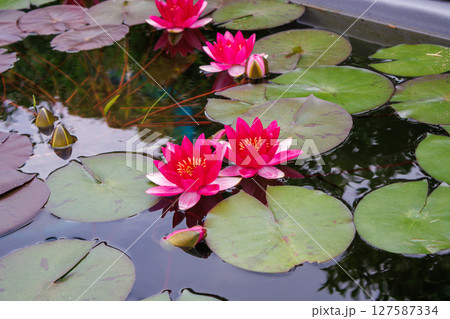 美しく花を咲かせる蓮の花、睡蓮の花 127587334