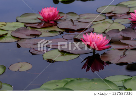 美しく花を咲かせる蓮の花、睡蓮の花 127587336