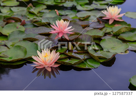 美しく花を咲かせる蓮の花、睡蓮の花 127587337