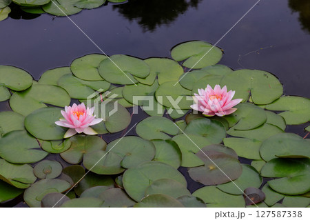 美しく花を咲かせる蓮の花、睡蓮の花 127587338