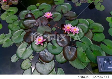 美しく花を咲かせる蓮の花、睡蓮の花 127587341