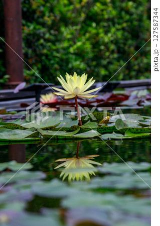 美しく花を咲かせる蓮の花、睡蓮の花 127587344