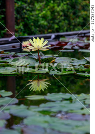 美しく花を咲かせる蓮の花、睡蓮の花 美しく花を咲かせる蓮の花、睡蓮の花 127587345