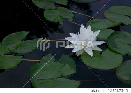 美しく花を咲かせる蓮の花、睡蓮の花 美しく花を咲かせる蓮の花、睡蓮の花 127587346