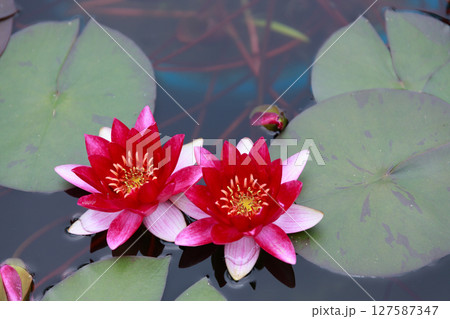 美しく花を咲かせる蓮の花、睡蓮の花 127587347