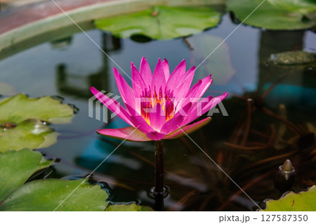 美しく花を咲かせる蓮の花、睡蓮の花 美しく花を咲かせる蓮の花、睡蓮の花 127587350