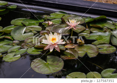 美しく花を咲かせる蓮の花、睡蓮の花 127587351