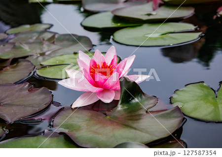 美しく花を咲かせる蓮の花、睡蓮の花 127587354