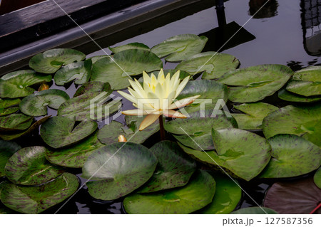 美しく花を咲かせる蓮の花、睡蓮の花 127587356