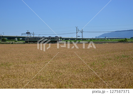 東海環状自動車道をバックに刈り取り前の小麦畑の中を走る養老鉄道 127587371
