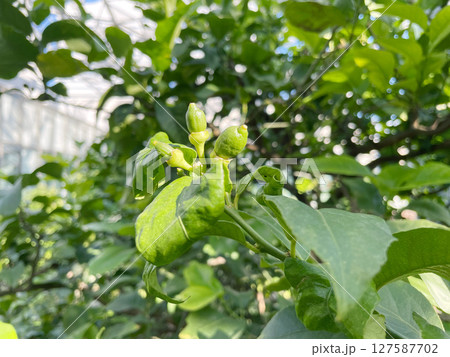 未熟な青いレモンの果実 枝についたグリーンレモン 未熟な青いレモンの果実 枝についたグリーンレモン 127587702