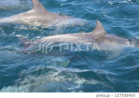 熊本県天草市有明海のイルカウオッチング 熊本県天草市有明海のイルカウオッチング 127588405