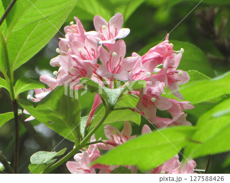 ピンクの花を咲かすタニウツギ 127588426